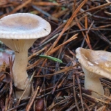 Klifonogarac: kako izgleda, fotografija