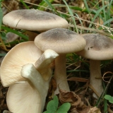 Smoky talker: fotografija i opis