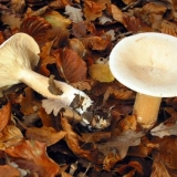 Savijeni govornik: fotografija i opis