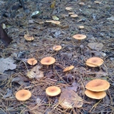 Crveno-smeđi govornik (obrnuti): opis i fotografija