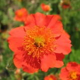 Svijetlo crveni šljunak: fotografija i opis