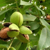 Orah kao drvo na selu