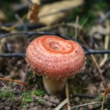 Bijela gljiva (bijeli talas): fotografija i opis