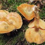 Elovik gljiva (smreka kamelina): fotografija i opis kako soliti i marinirati