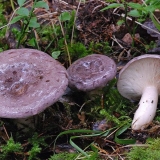 Glatka gljiva: fotografija i opis, recepti za soljenje za zimu