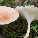 Govornik gljiva: opis, upotreba, fotografija