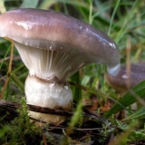 Mokruha gljiva: fotografija i opis