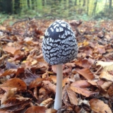 Gljiva balega djetlić: fotografija i opis