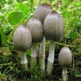 Gljiva balega: kuvanje, kako izgleda i gdje raste