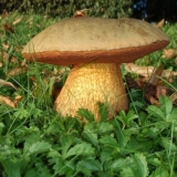 Vrganj: opis i fotografija, vrste, lažni blizanci