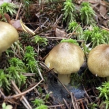 Smrekova gljiva: opis i fotografija