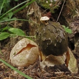 Gljiva setkonoska: fotografija i opis