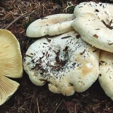 Gljiva violina (skripuny, violinisti, violinisti): fotografija i opis jestivost