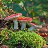 Russula gljiva: fotografija, opis i vrste