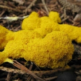 Mljeveno ulje gljiva (fuligo truljenje): opis i fotografija