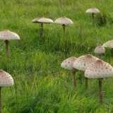 Šarena gljiva kišobran: fotografija i opis, recepti za kuhanje