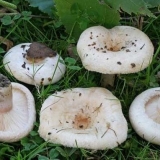 Bijele pečurke (bijeli valovi): recepti i metode za pripremu jela od gljiva