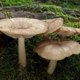 Gljive collibia (udemansiella) široko-lamelarne: fotografija i opis...