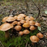 Kozje gljive (koze, suhi leptiri): fotografija i opis kako kuhati