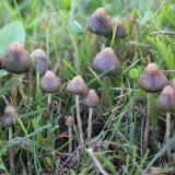 Veseluški pečurke (psilocybe polu-lancetaste): fotografija i opis, recenzije