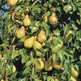 Anžujska kruška: fotografija i opis