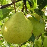 Kruška avgustovska rosa