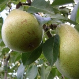 Kruška bere - sorta i oprašivači - bosc, clerjo i drycha