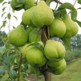 Bergamot kruška: moskva, jesen, princ trubetskoy, kasno