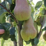 Kruška bryansk beauty