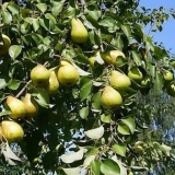 Kruška chizhevsky - opis sorte, kada sazrije, oprašivači