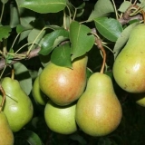 Kruška chizhovskaya: opis sorte, fotografije, recenzije