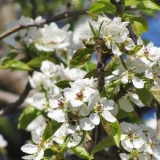 Zemlja čudesa kruške: opis sorte, fotografije, recenzije