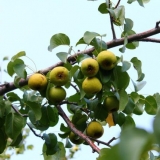 Divljač kruške: recepti za zimnicu