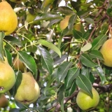 Kruška elena: opis, fotografija, recenzije