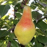 Kruška yakovlevskaya