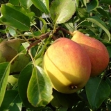 Ljepota šume kruške