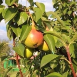 Clappova omiljena kruška