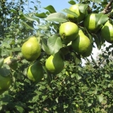 Moskovita kruška: sadnja, oprašivači