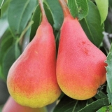 Kruška elegantna efimova