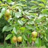 Pakham kruška: fotografija i opis