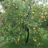 Jakovljeva memorijska kruška - opis sorte i recenzije