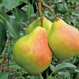 Kruška sjećanja na jakovljeva