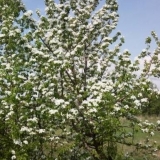 Ljepota kruške talgar: opis, fotografija, recenzije