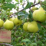 Kruška tauride: opis sorte