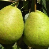 Kruška zaveya: opis, fotografija, recenzije