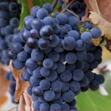 Gruzijska sorta grožđa saperavi - sve o uzgoju i njezi