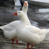 Guske guverner pasmine