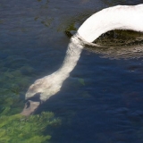 Guske linda: karakteristike, uzgoj kod kuće