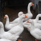 Guske linda u domaćinstvu