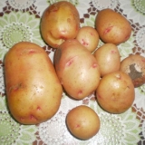 Karakteristike i opis sorti krompira žukovski